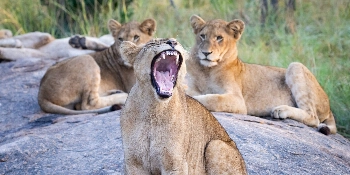South Africa Small Group Golf Tour Vacation Package Big Five Safari - PerryGolf